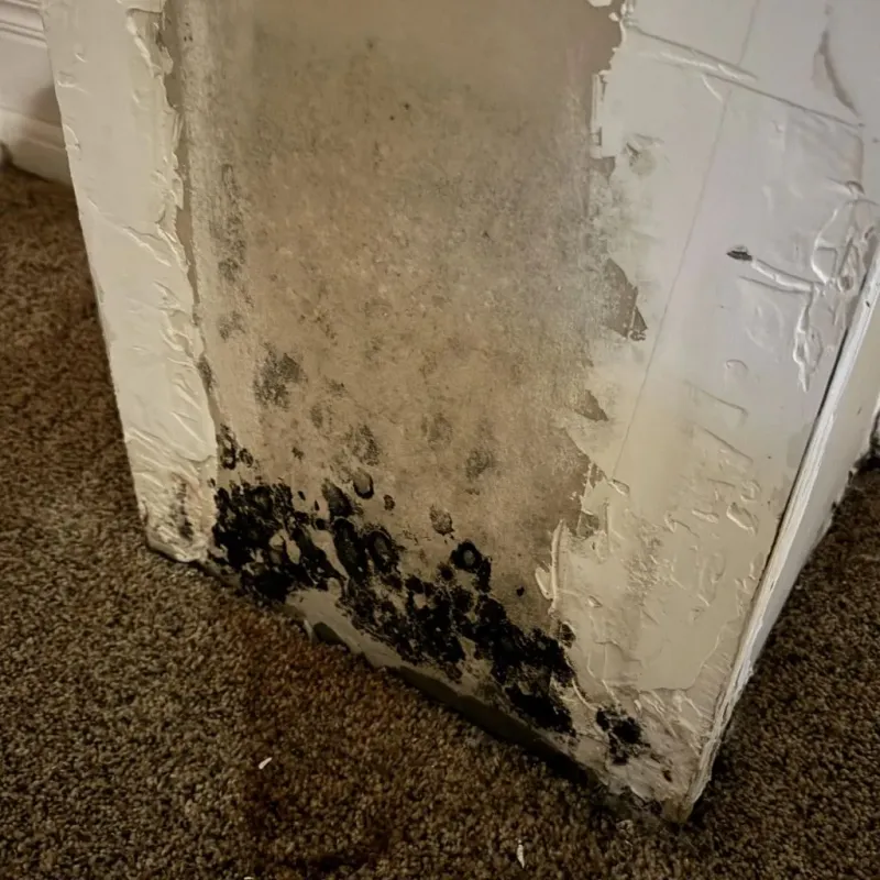 Professional Mold Removal in Franklin, WV